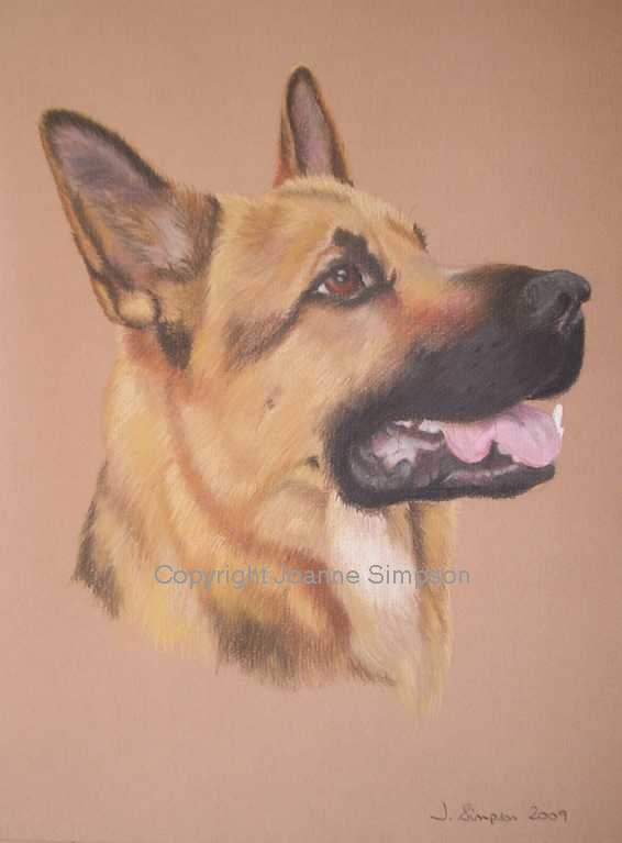 German Shepherd pet portrait by Joanne Simpson.